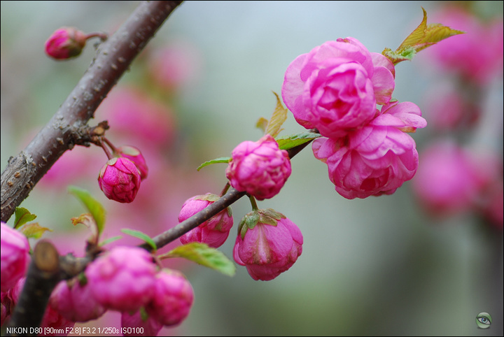 春花c2010421