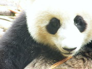 s8000fd lovely panda