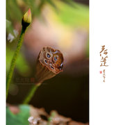 09ƪˣ