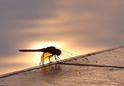 夕阳照蜻蜓