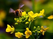 蜂儿与花儿