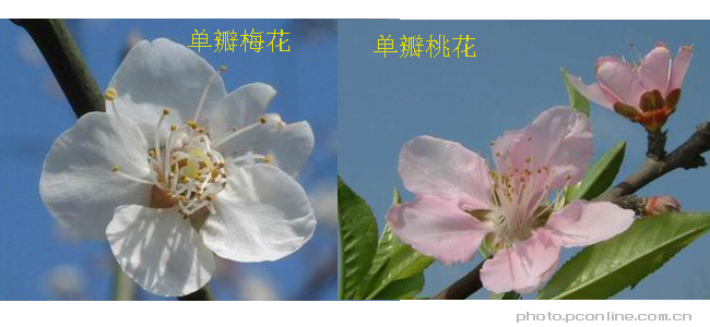 单瓣桃花与梅花的区别