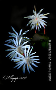 꼻һ Epiphyllum oxypetalum