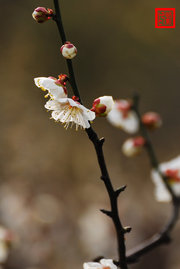 梅花