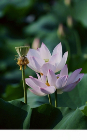 素水芙蓉