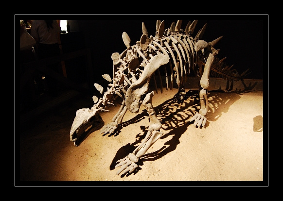 金川龙恐龙化石图片