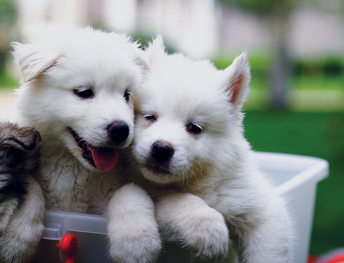 brothers