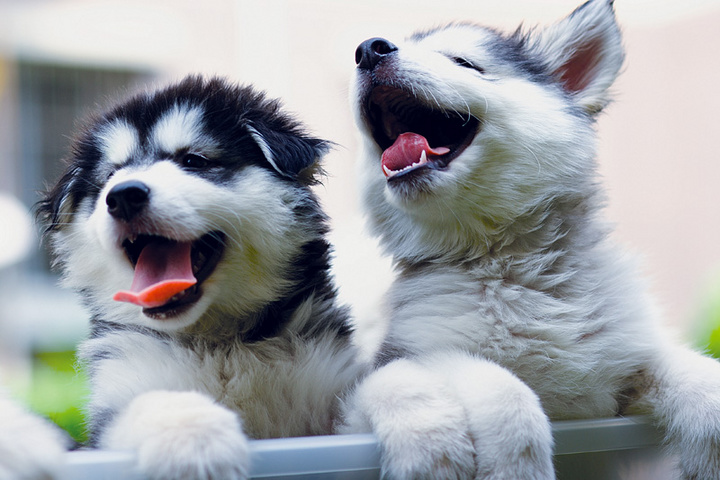 brothers