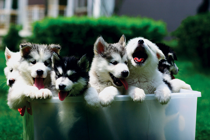 brothers