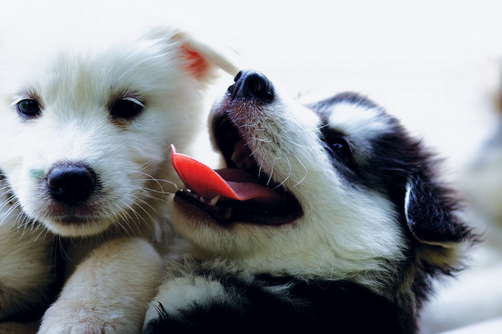 brothers