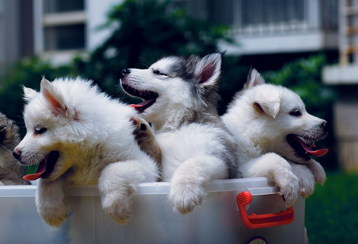 brothers