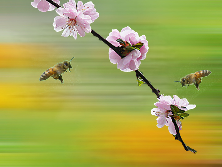 蜂蝶采花的图片图片