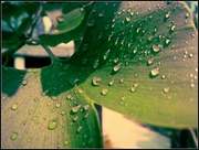 ˮ