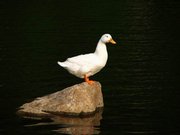 СѼ