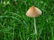 野生菌类-蘑菇