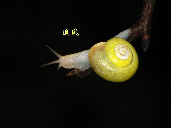 ţķ