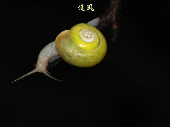 ţķ
