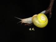 ţķ