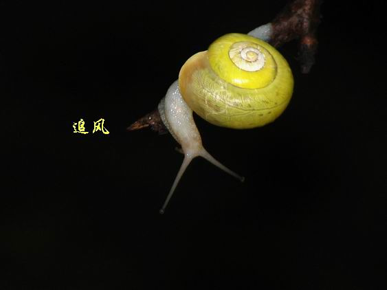 ţķ
