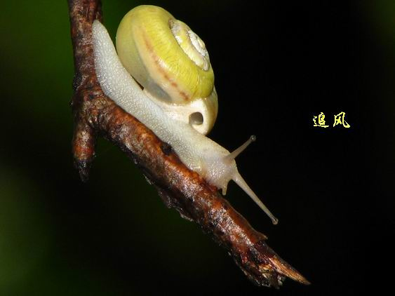ţķ