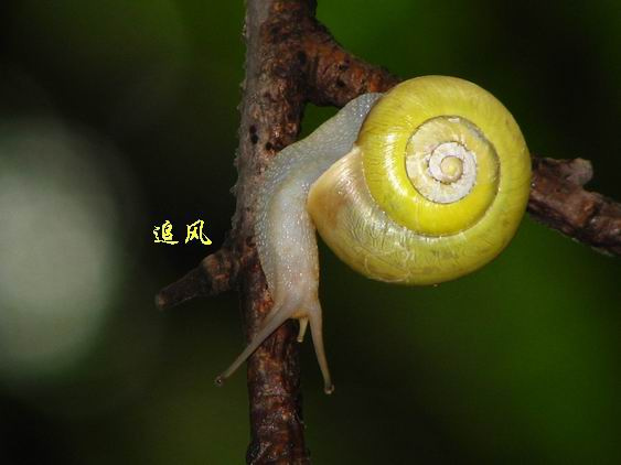 ţķ