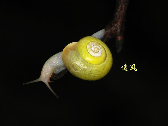 ţķ