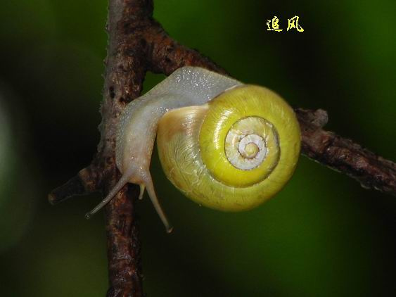 ţķ
