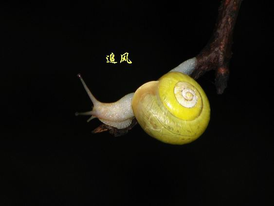 ţķ