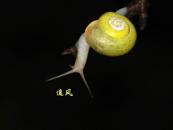 ţķ