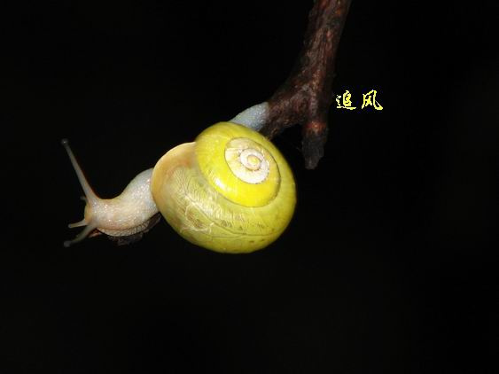 ţķ