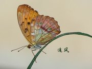 С