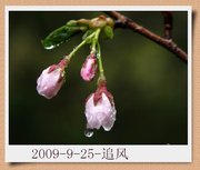 春雨樱花