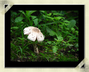 蘑菇花开