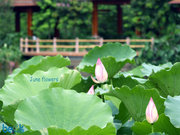 June flowers