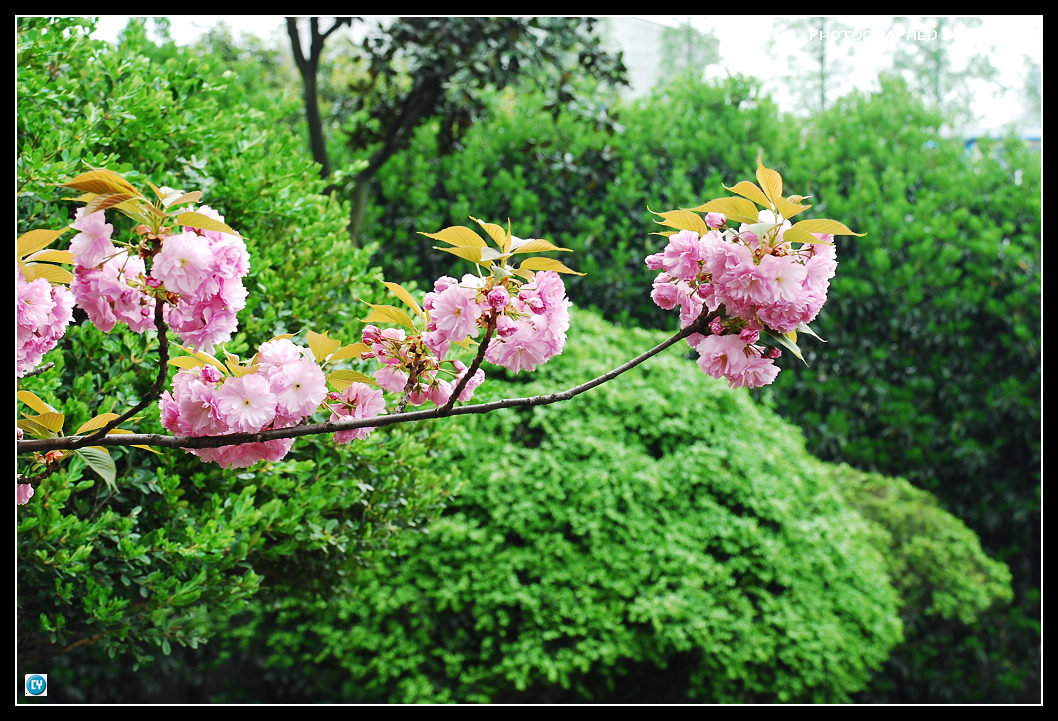 花卉草木随拍-1