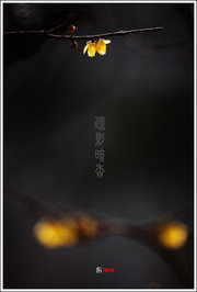 Ӱ㡿