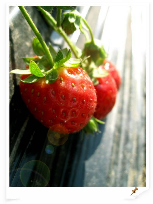 【广州岑村草莓园摄影图片】广州岑村草莓园生