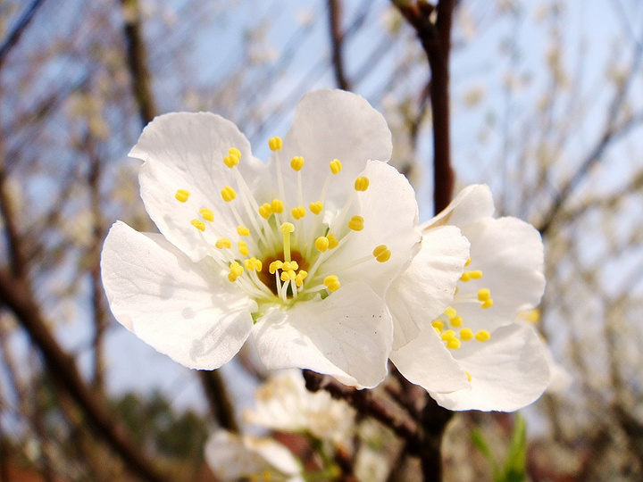 һ peach blossom I