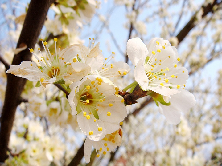 һ peach blossom I