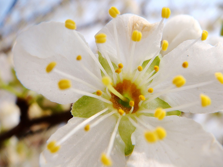 һ peach blossom I