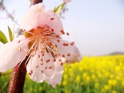  peach blossom II