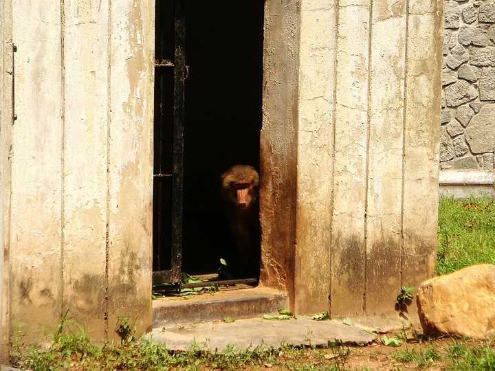 wandering in the zoo