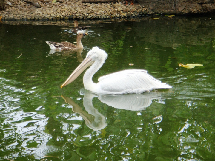 wandering in the zoo