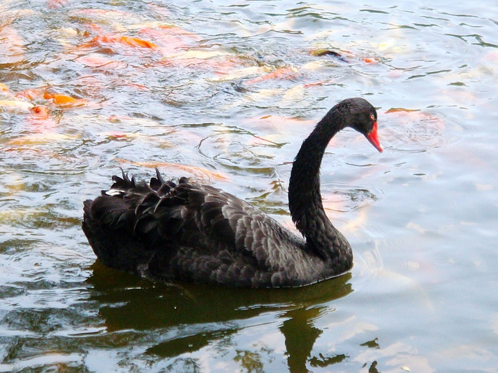 wandering in the zoo