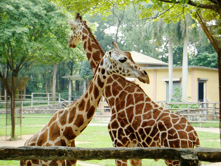 wandering in the zoo