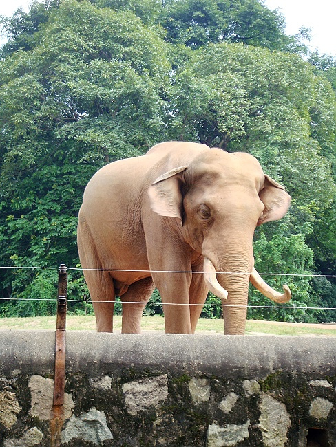 wandering in the zoo