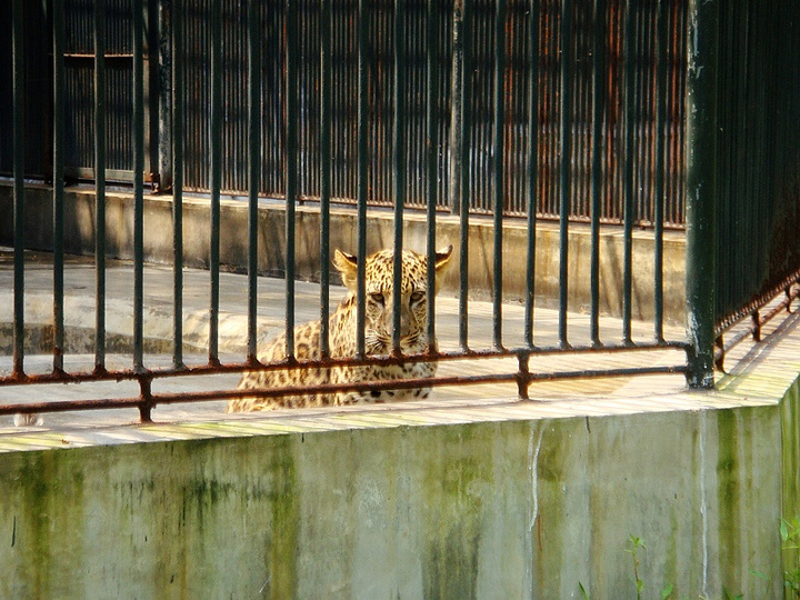 wandering in the zoo