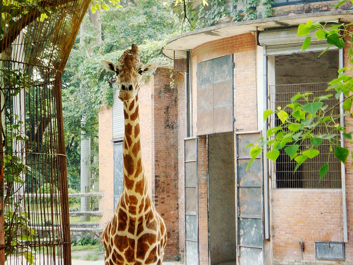 wandering in the zoo