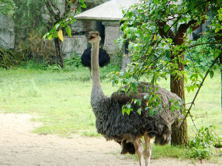 wandering in the zoo