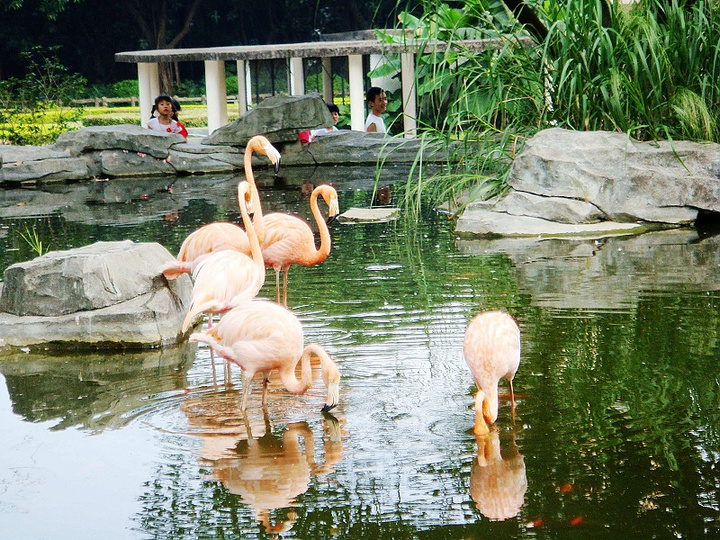 wandering in the zoo